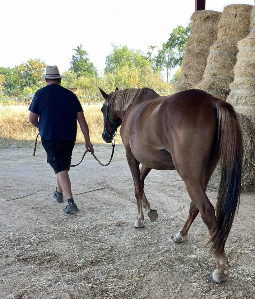 Jument SF ernest x Armitage x barbarian