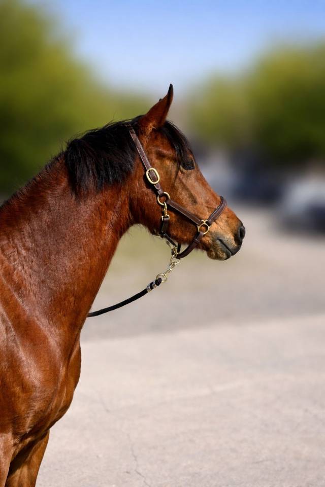 Jument d&rsquo;avenir