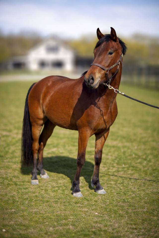 Jument d&rsquo;avenir