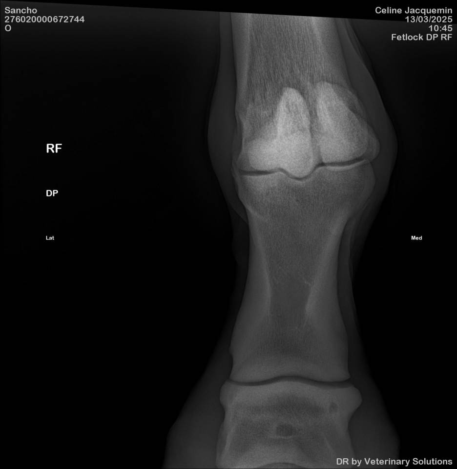 Hongre Rheinland 6 ans dressage