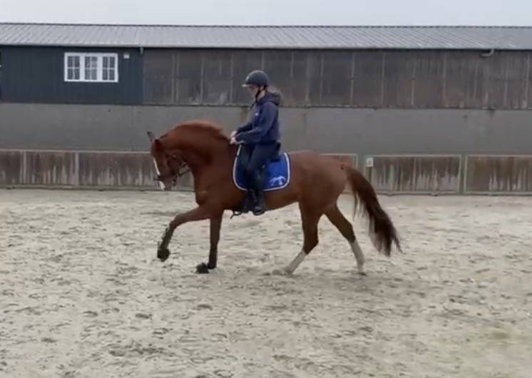 Hongre Rheinland 6 ans dressage