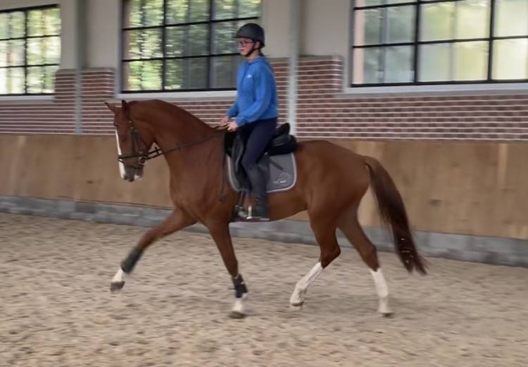 Hongre Rheinland 6 ans dressage