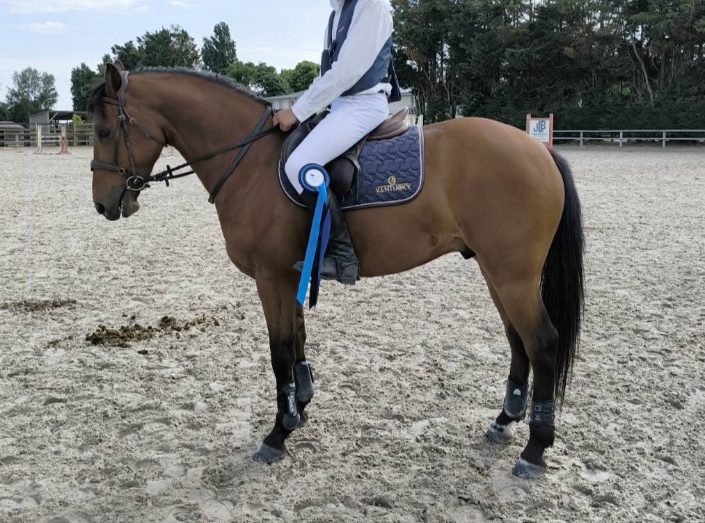 Poney Fran&ccedil;ais de Selle hongre de 8 ans 