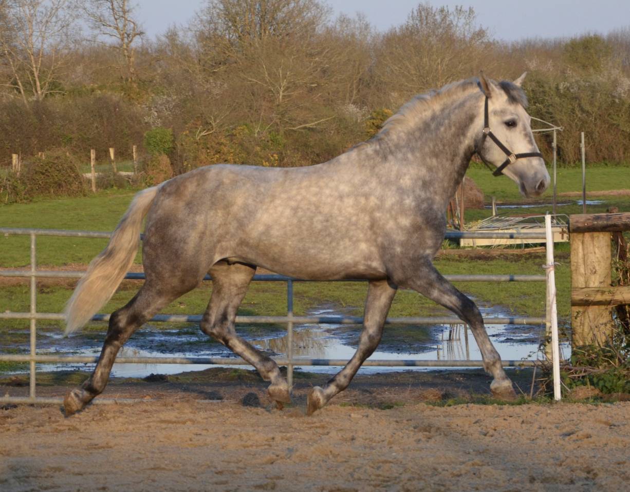 Entier PRE tr&egrave;s chic 