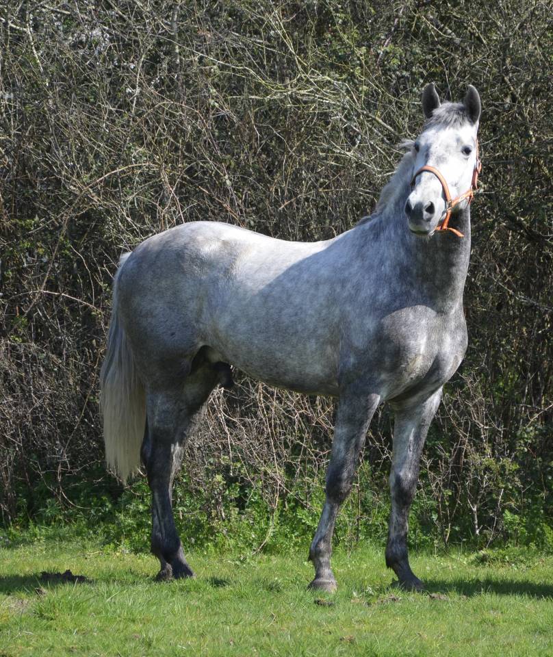 Entier PRE tr&egrave;s chic 