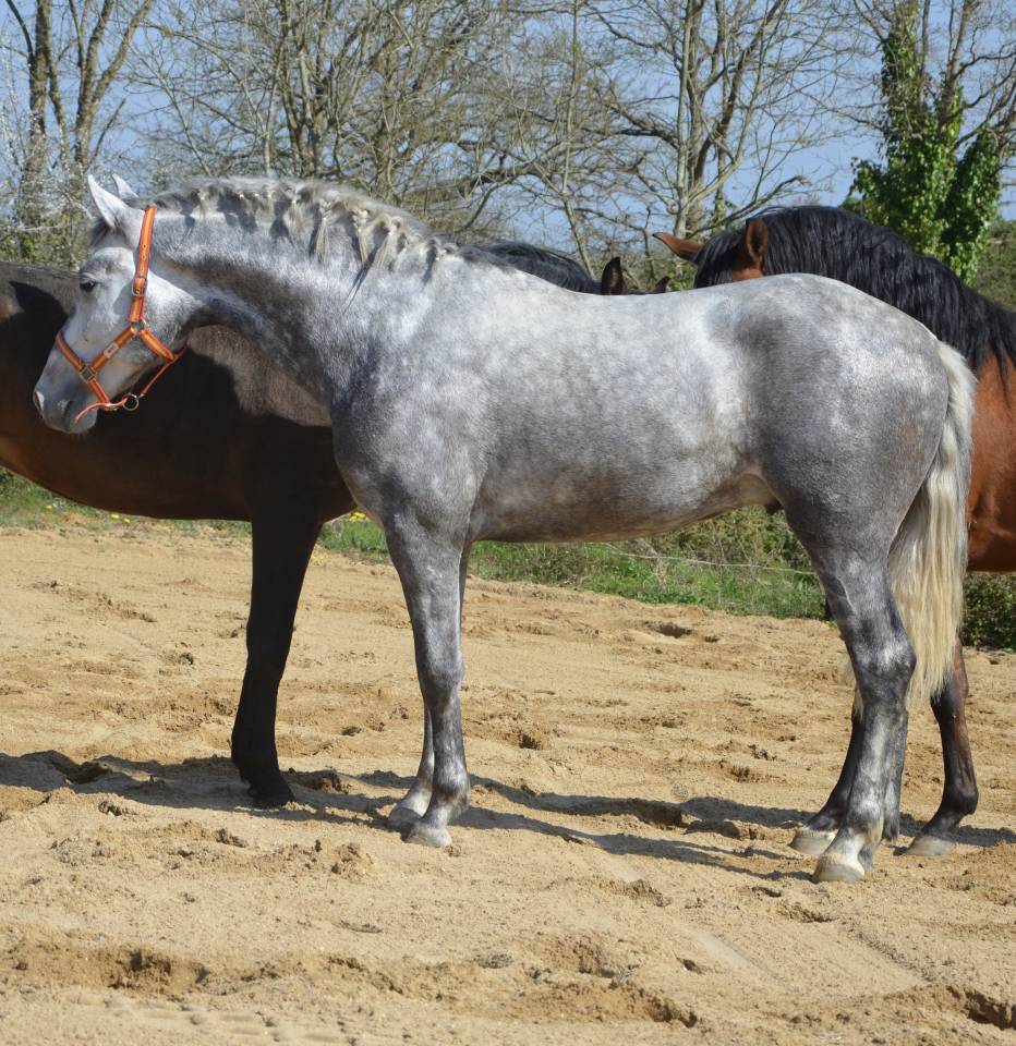 Entier PRE tr&egrave;s chic 