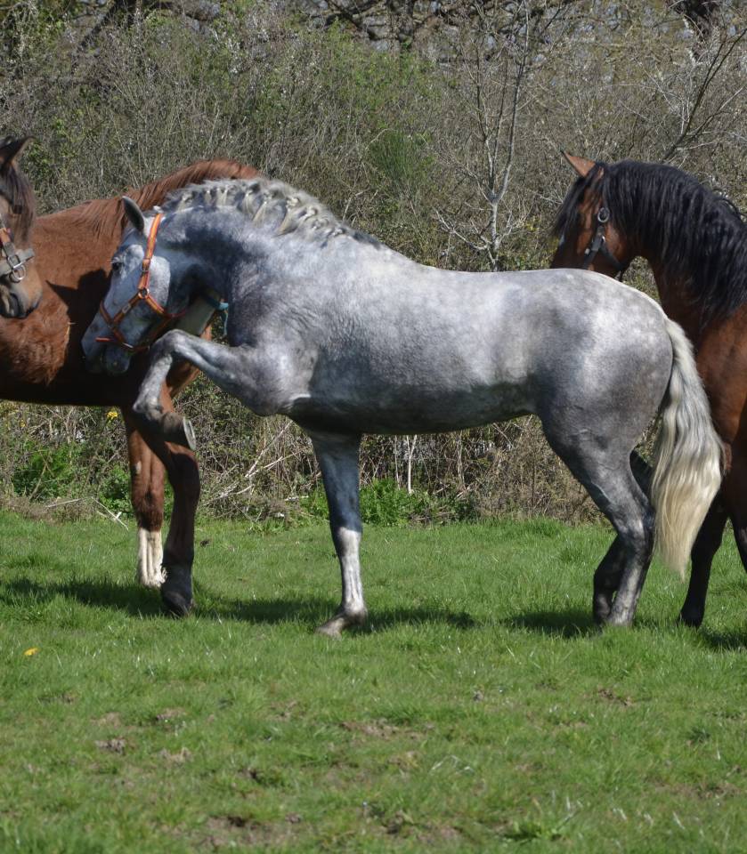 Entier PRE tr&egrave;s chic 