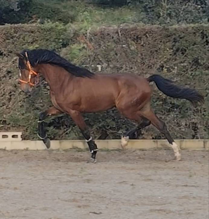 cheval PRE allure classique 