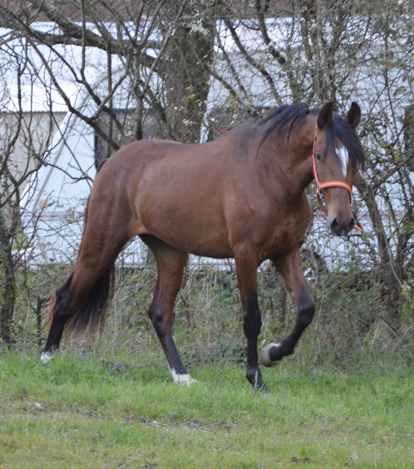 cheval PRE allure classique 