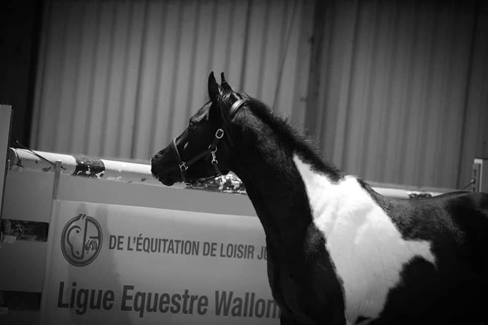 E.S HICERO   HONGRE DSA