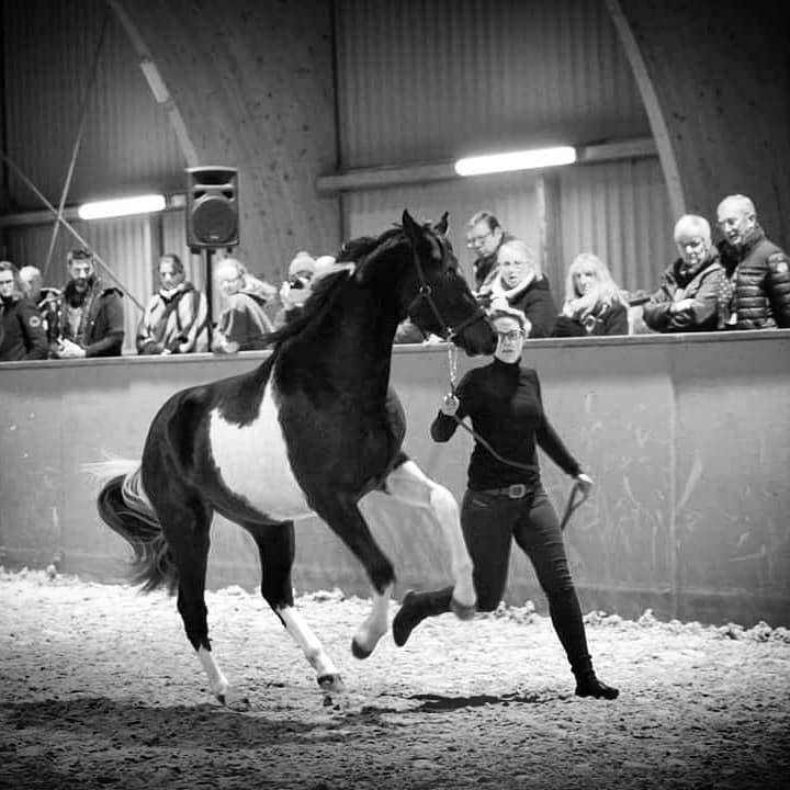 E.S HICERO   HONGRE DSA