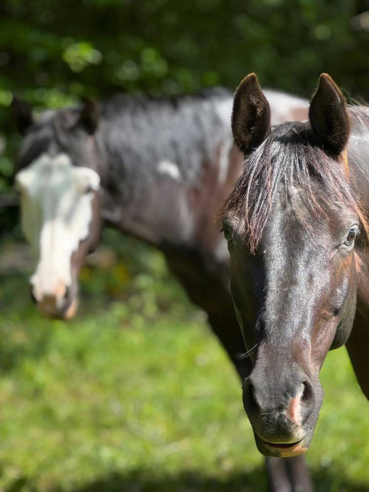 E.S HICERO   HONGRE DSA