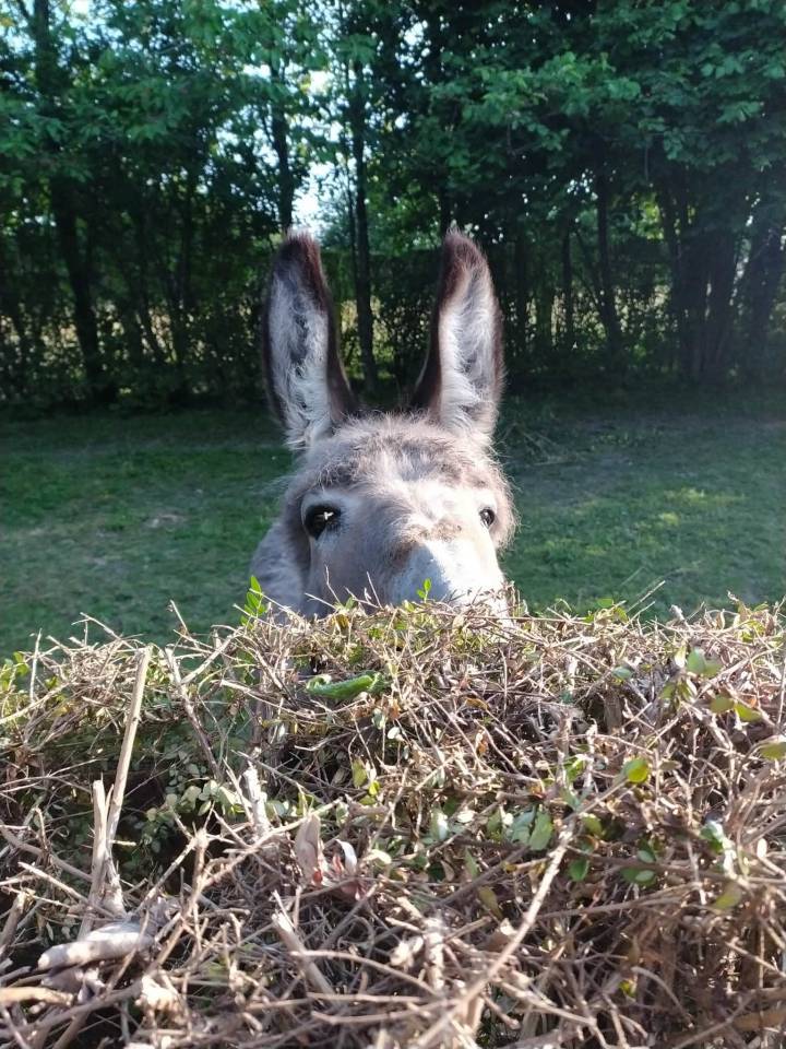 &Acirc;ne du Cotentin hongre 6 ans - tr&egrave;s doux, papiers ok
