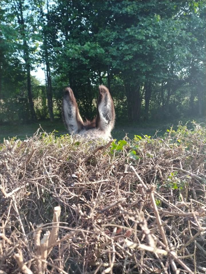 &Acirc;ne du Cotentin hongre 6 ans - tr&egrave;s doux, papiers ok