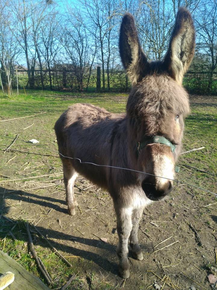 &Acirc;ne du Cotentin hongre 6 ans - tr&egrave;s doux, papiers ok