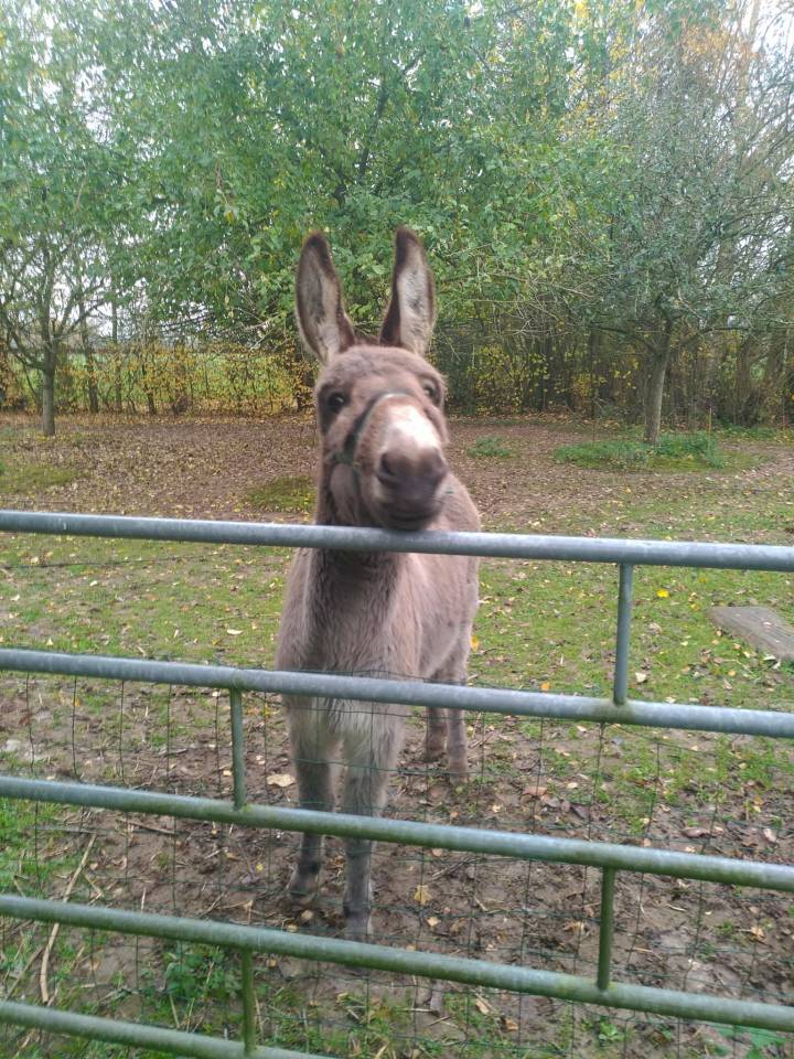 &Acirc;ne du Cotentin hongre 6 ans - tr&egrave;s doux, papiers ok