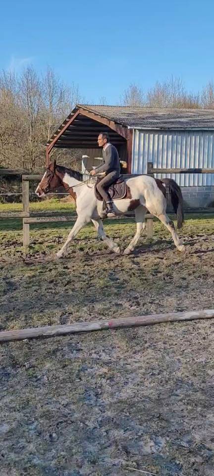 Jument ONCS pie 172cm