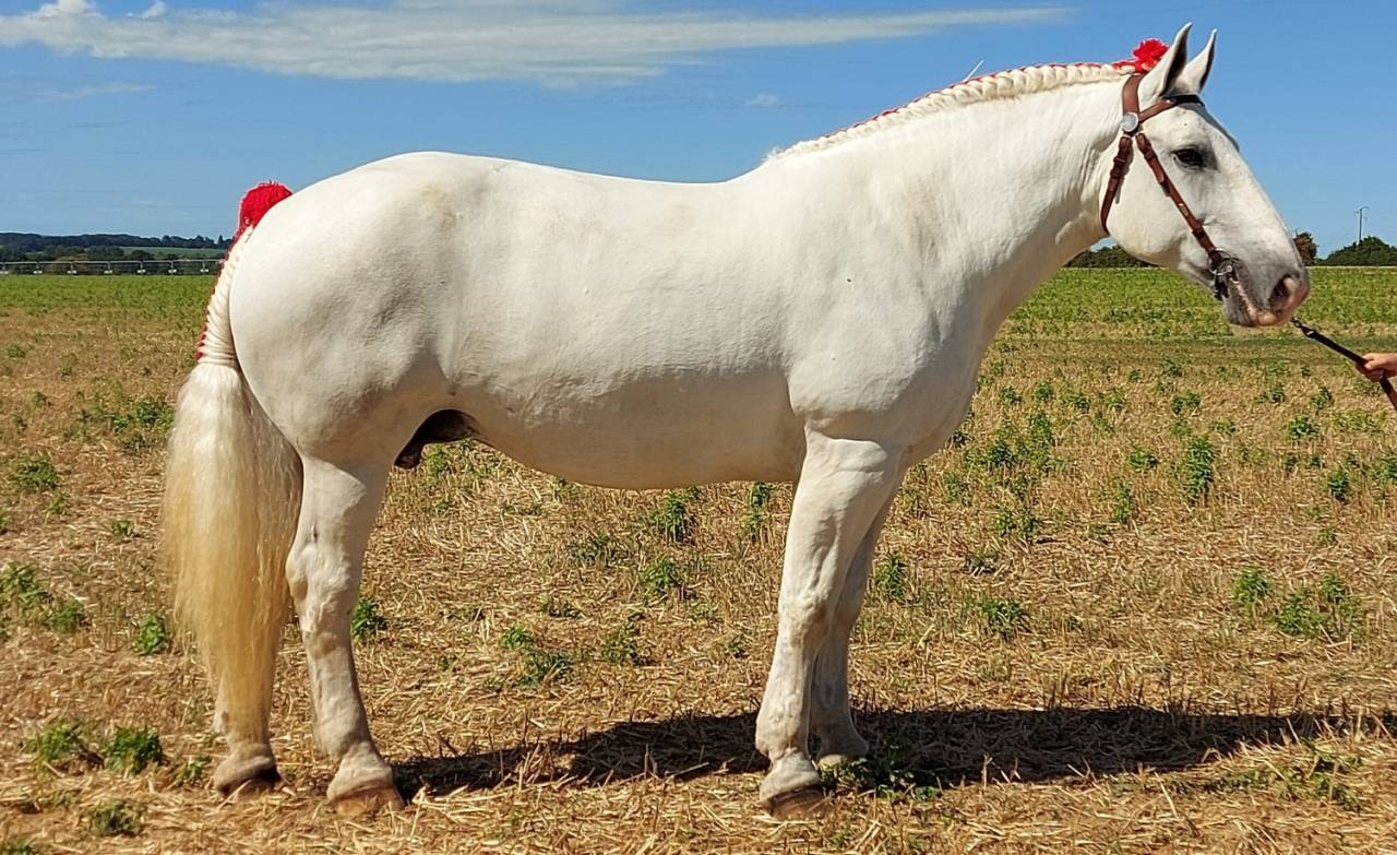 poulini&egrave;re percheron