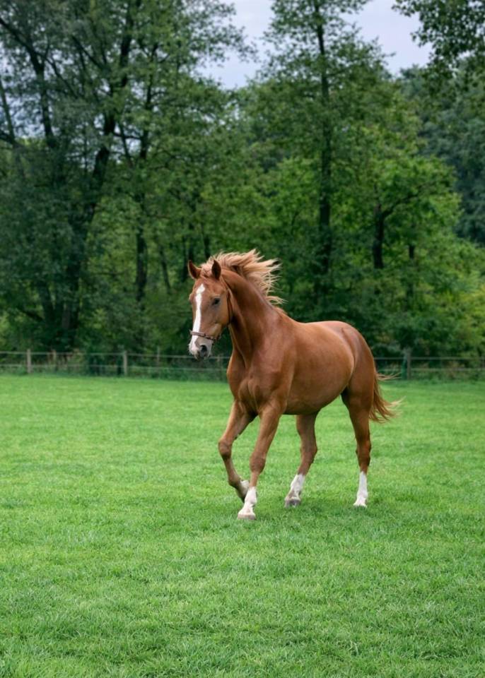 Jument r&ecirc;v&eacute;e de 5 ans pour CSO 130