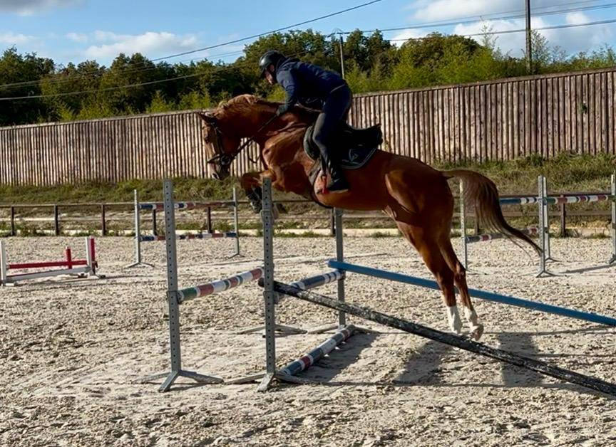 Jument r&ecirc;v&eacute;e de 5 ans pour CSO 130