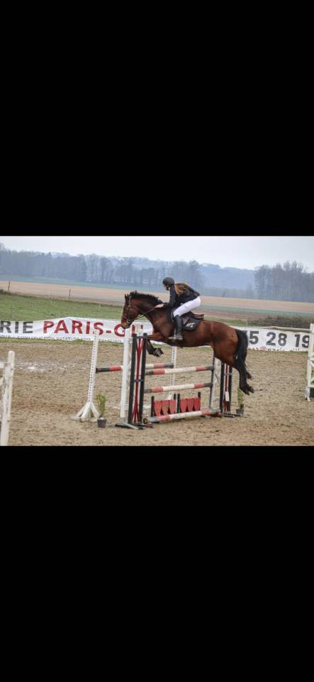 Top cheval de concours 