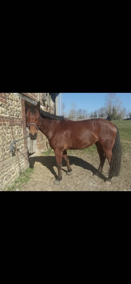 Top cheval de concours 