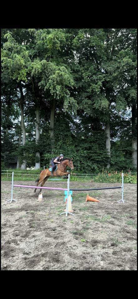 Top cheval de concours 