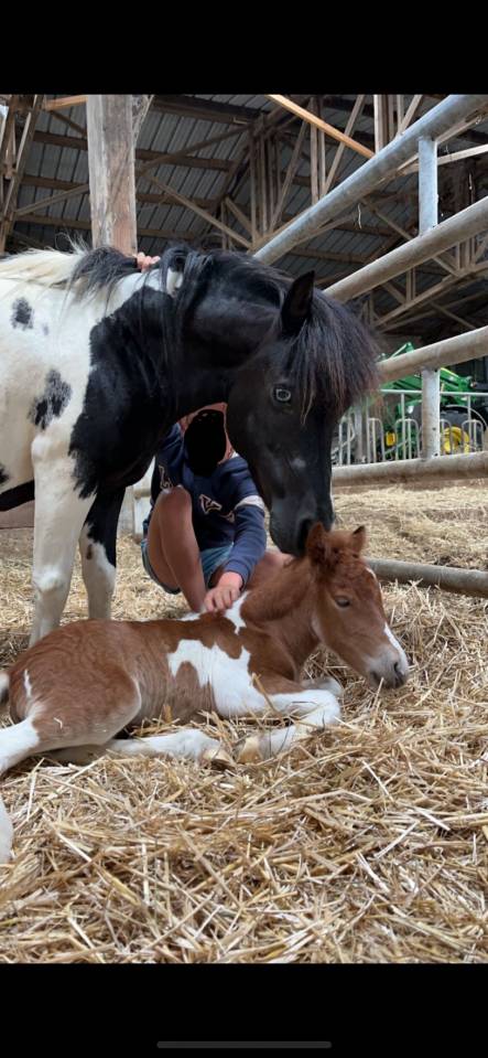 Petite ponette tr&egrave;s attachante 