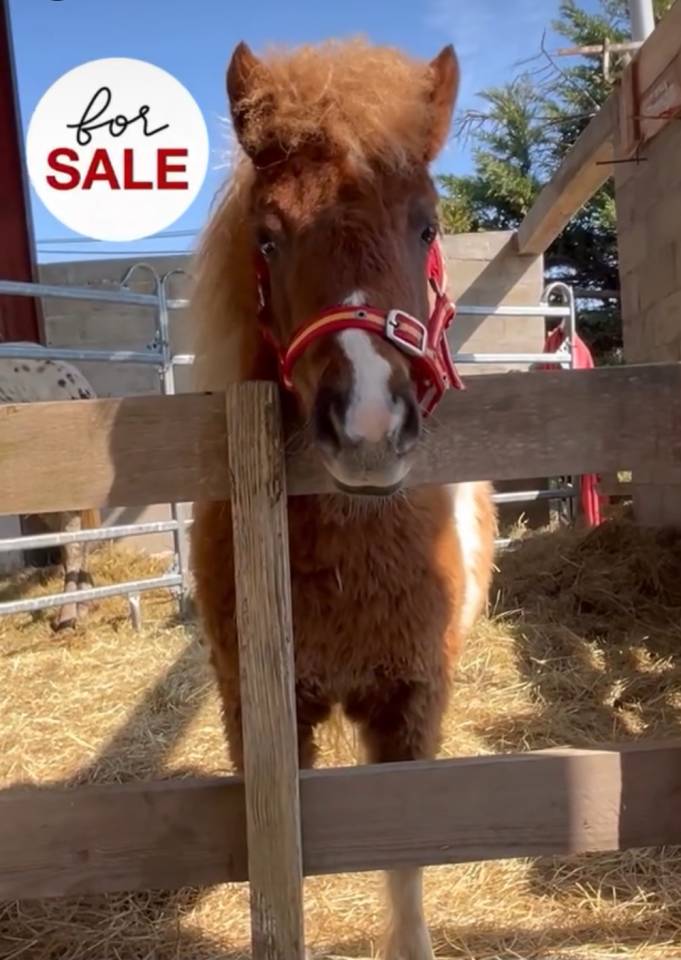 Petite ponette tr&egrave;s attachante 