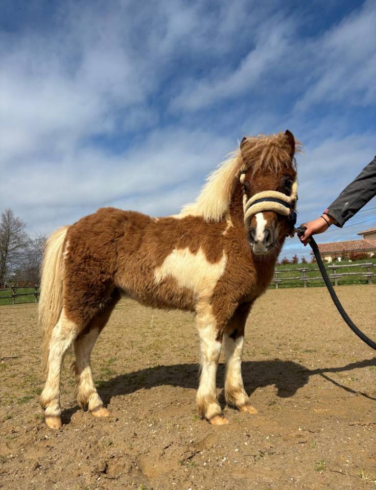 Petite ponette tr&egrave;s attachante 