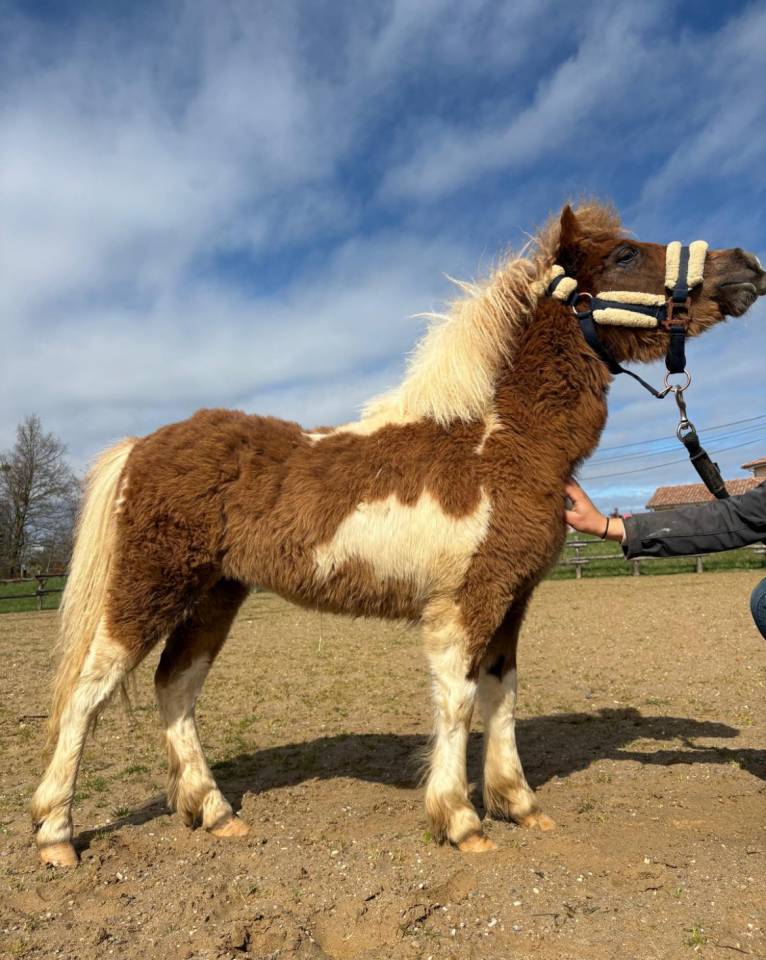 Petite ponette tr&egrave;s attachante 