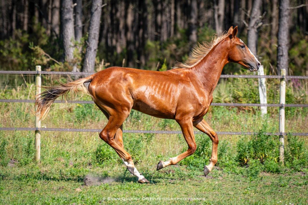 M&acirc;le sportif de 3 ans