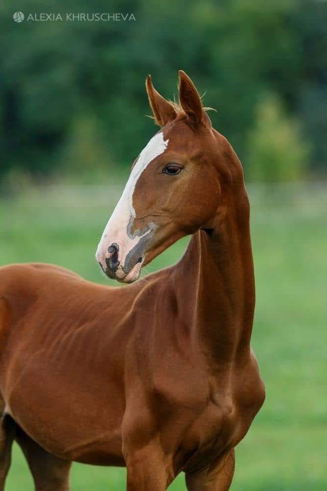 M&acirc;le sportif de 3 ans