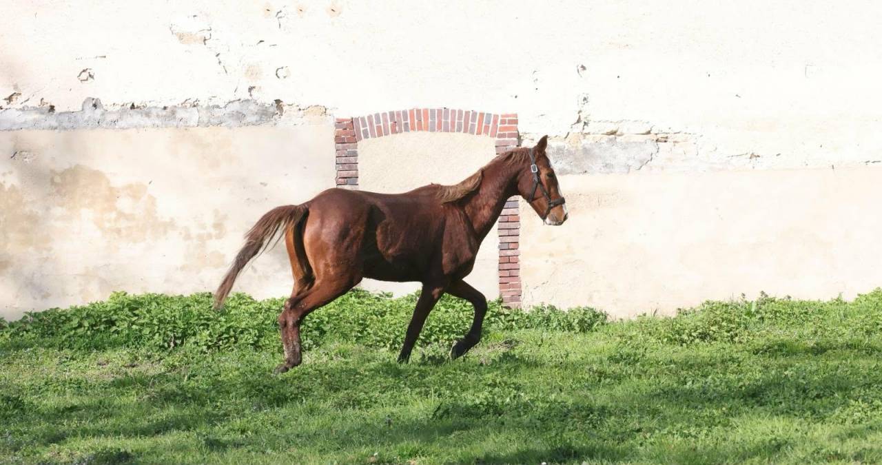 M&acirc;le sportif de 3 ans