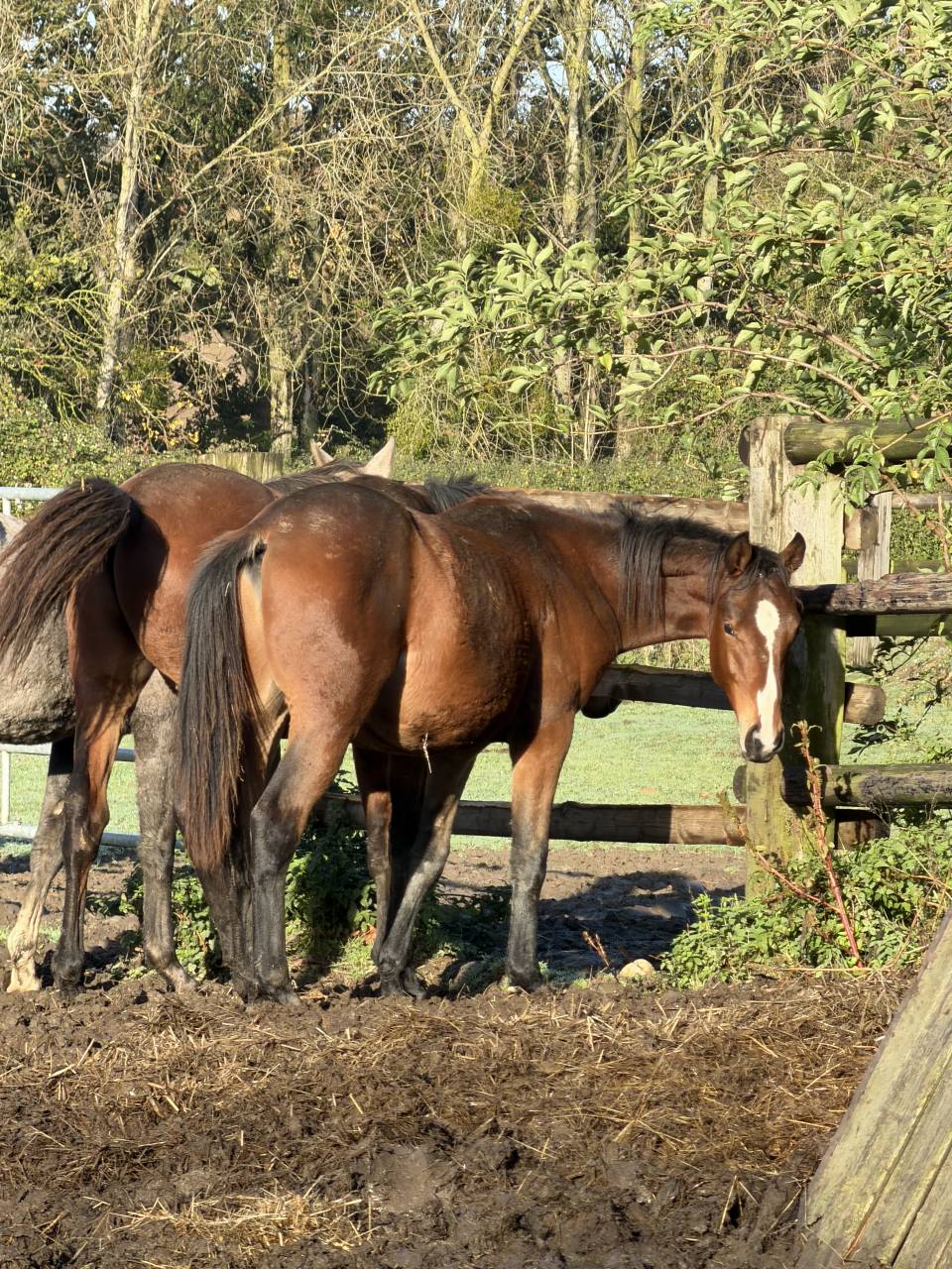 Selle fran&ccedil;ais origine CSO 2 ans