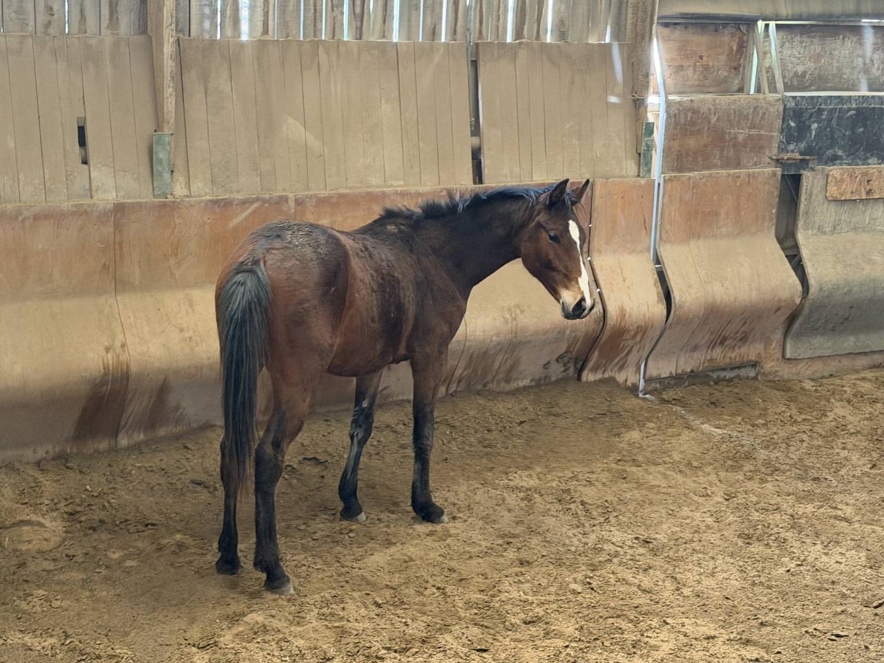 Selle fran&ccedil;ais origine CSO 2 ans