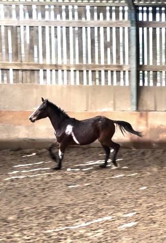 Selle fran&ccedil;ais origine CSO 2 ans