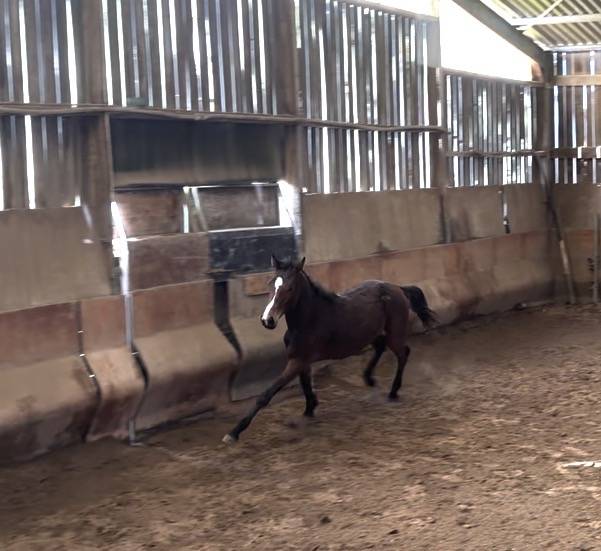 Selle fran&ccedil;ais origine CSO 2 ans