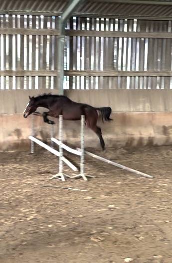 Selle fran&ccedil;ais origine CSO 2 ans