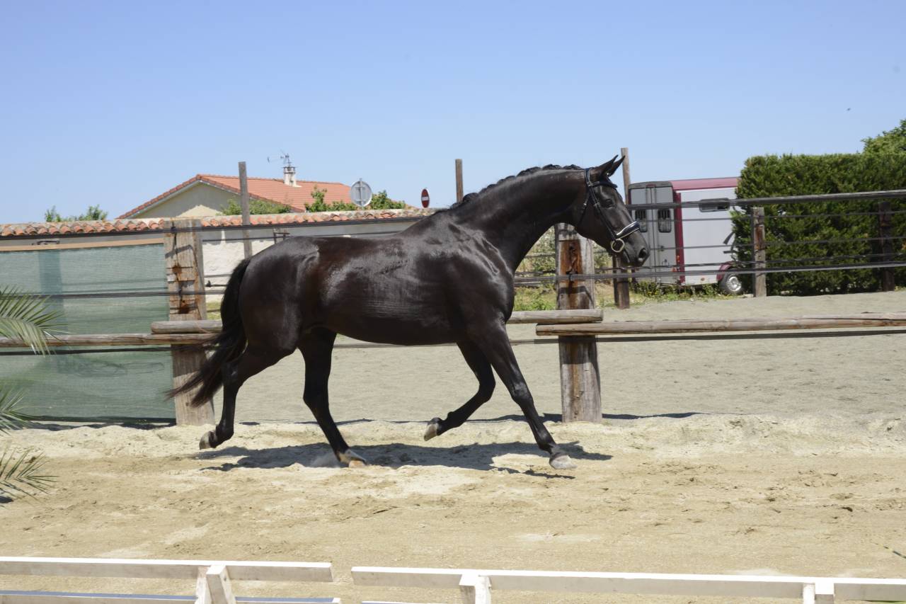 Jument 2 ans bon potentiel dressage