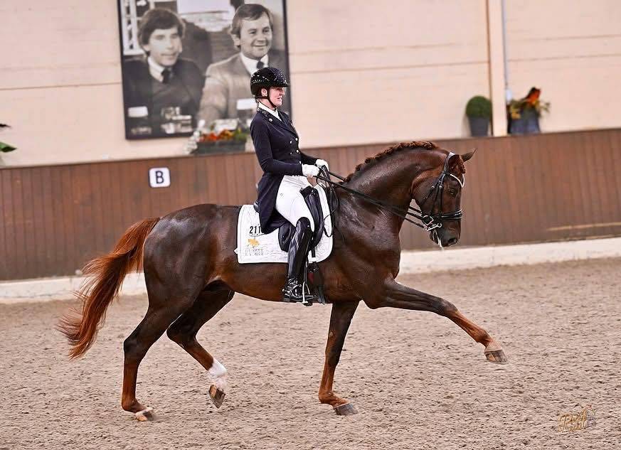 Jument 2 ans bon potentiel dressage