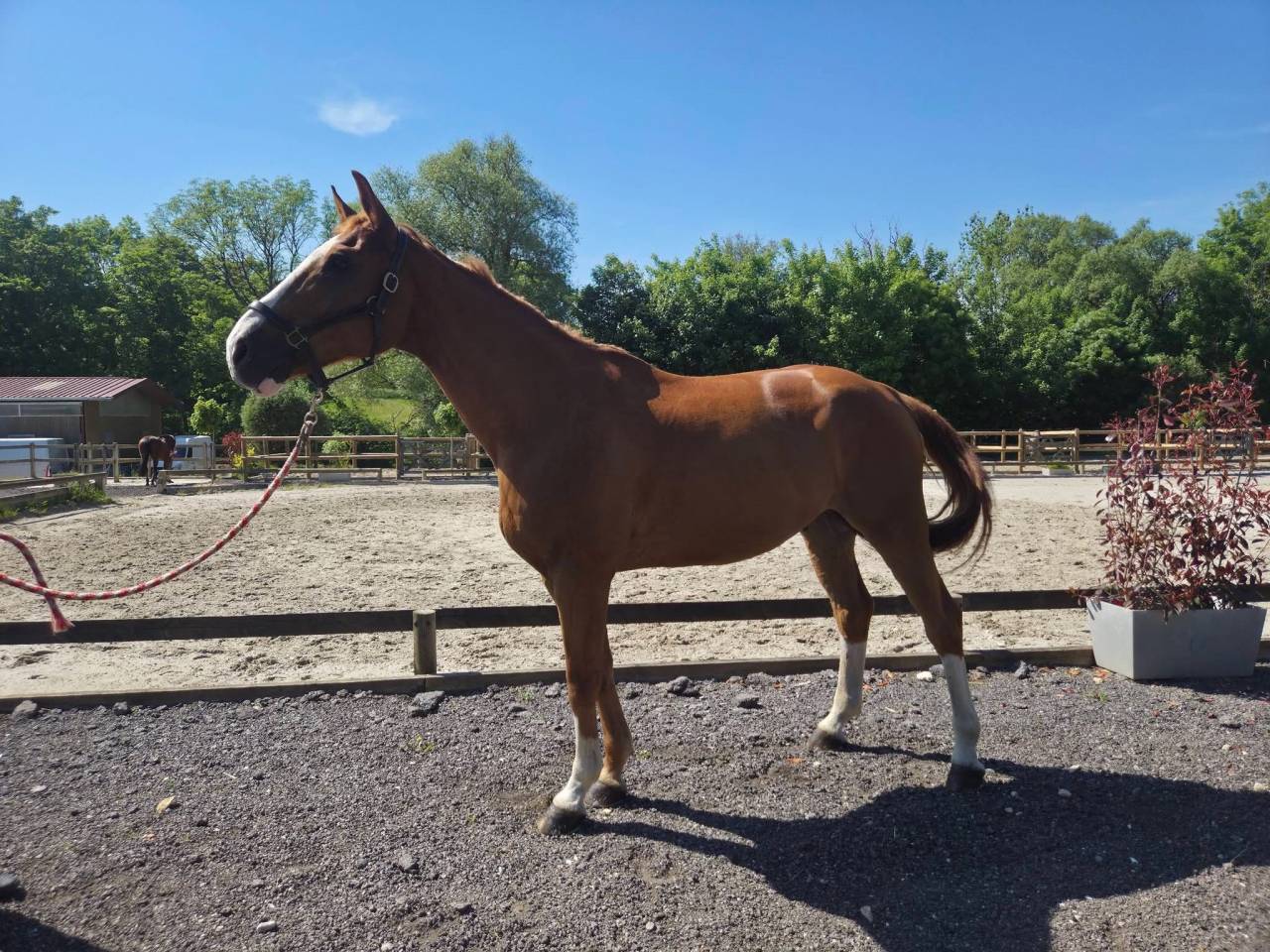 Cheval loisir 15 ans