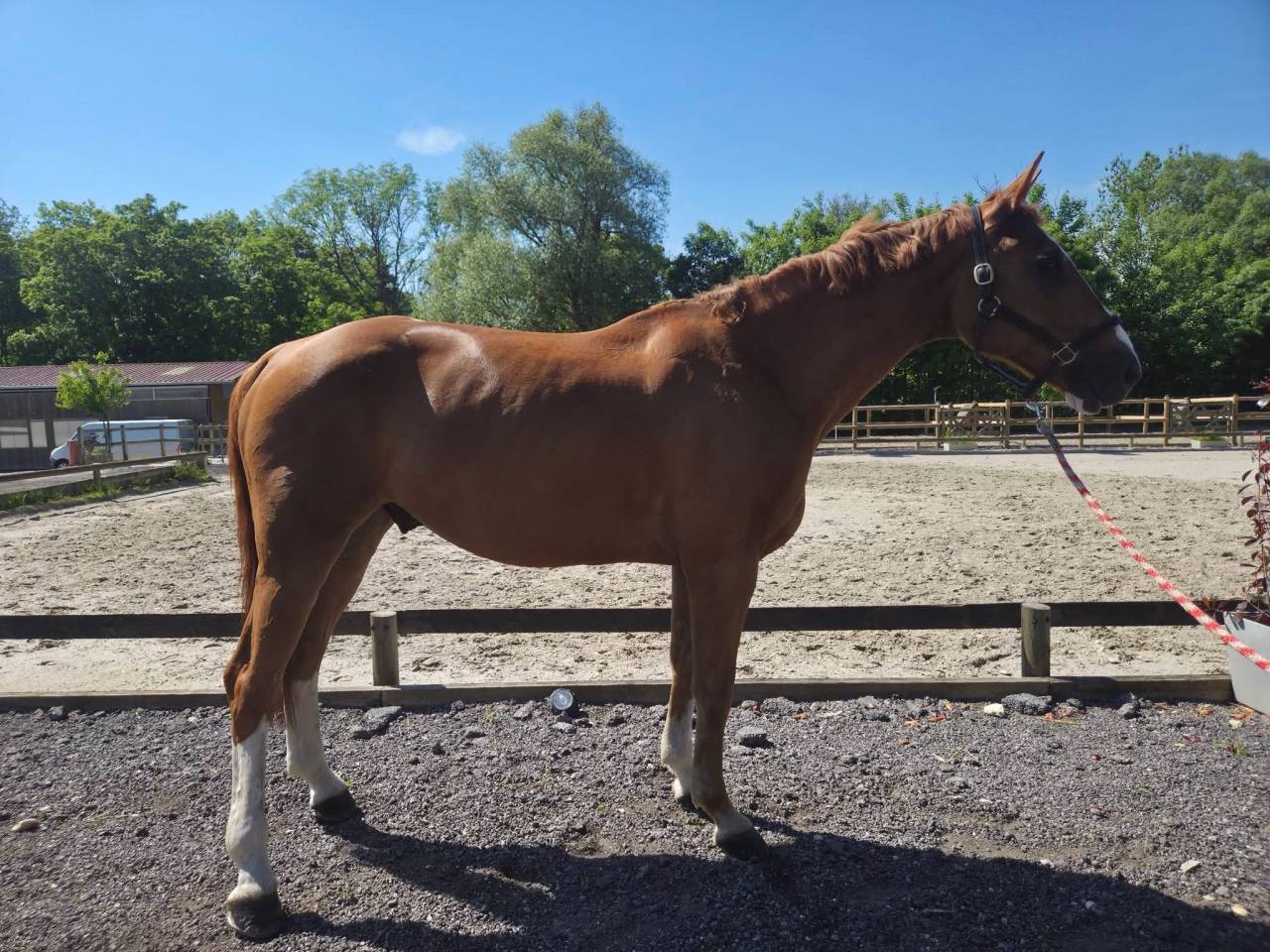 Cheval loisir 15 ans