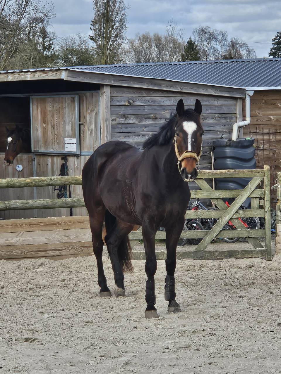 DP sur cheval SF de 6 ans