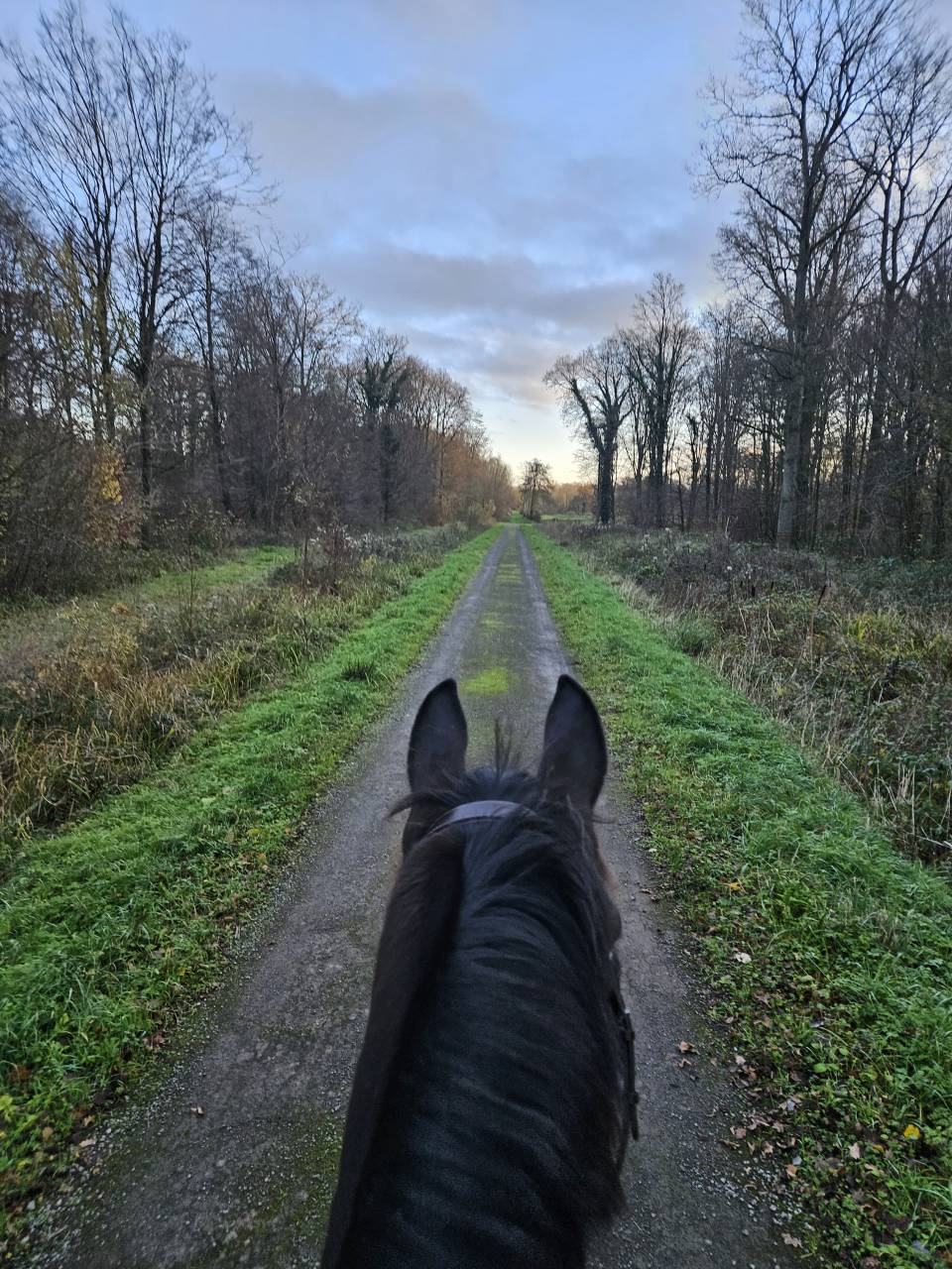 DP sur cheval SF de 6 ans