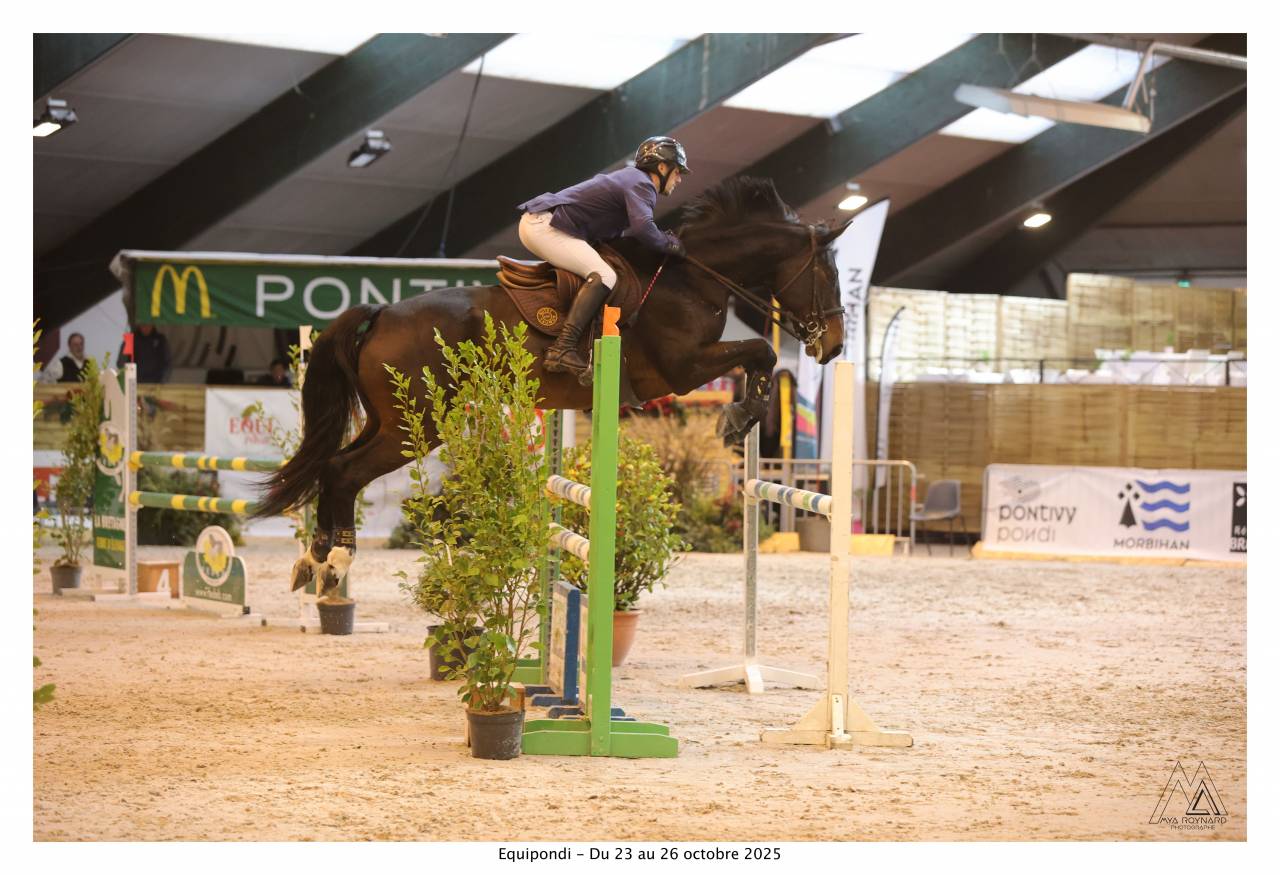 Cheval de sport CSO (Amateur/pro)