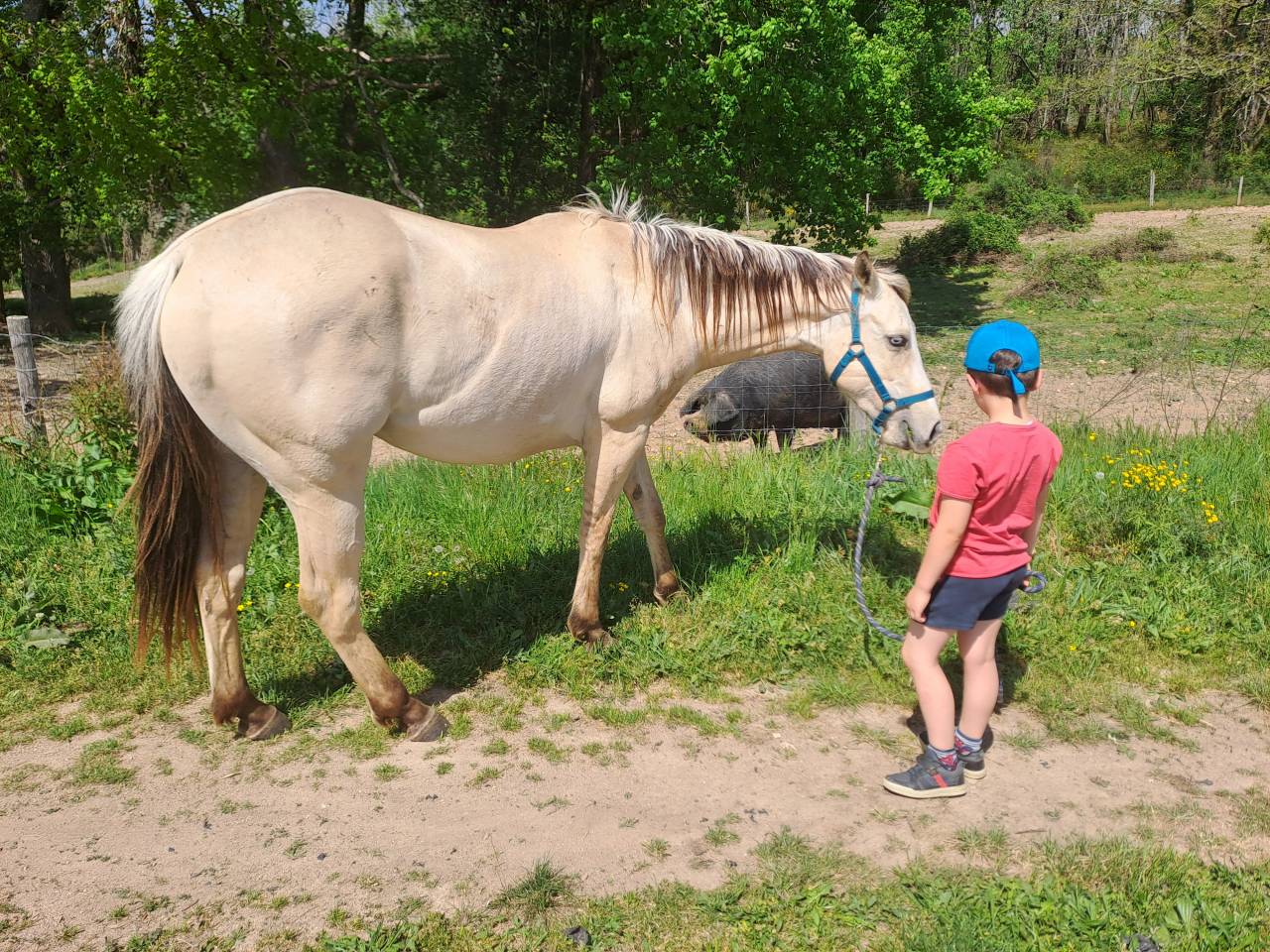 Hongre paint horse