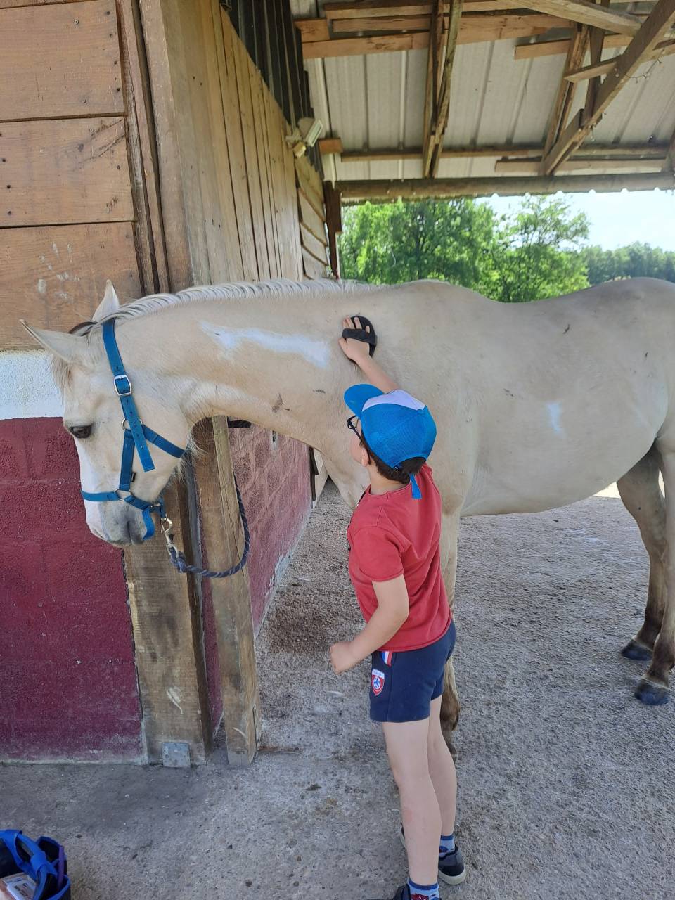 Hongre paint horse