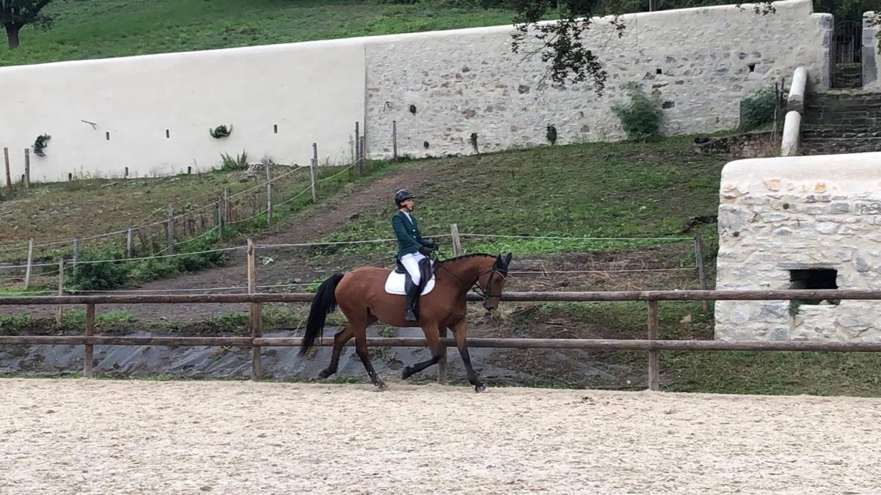 Jument de sport plein CCE / Poulain &agrave; na&icirc;tre 