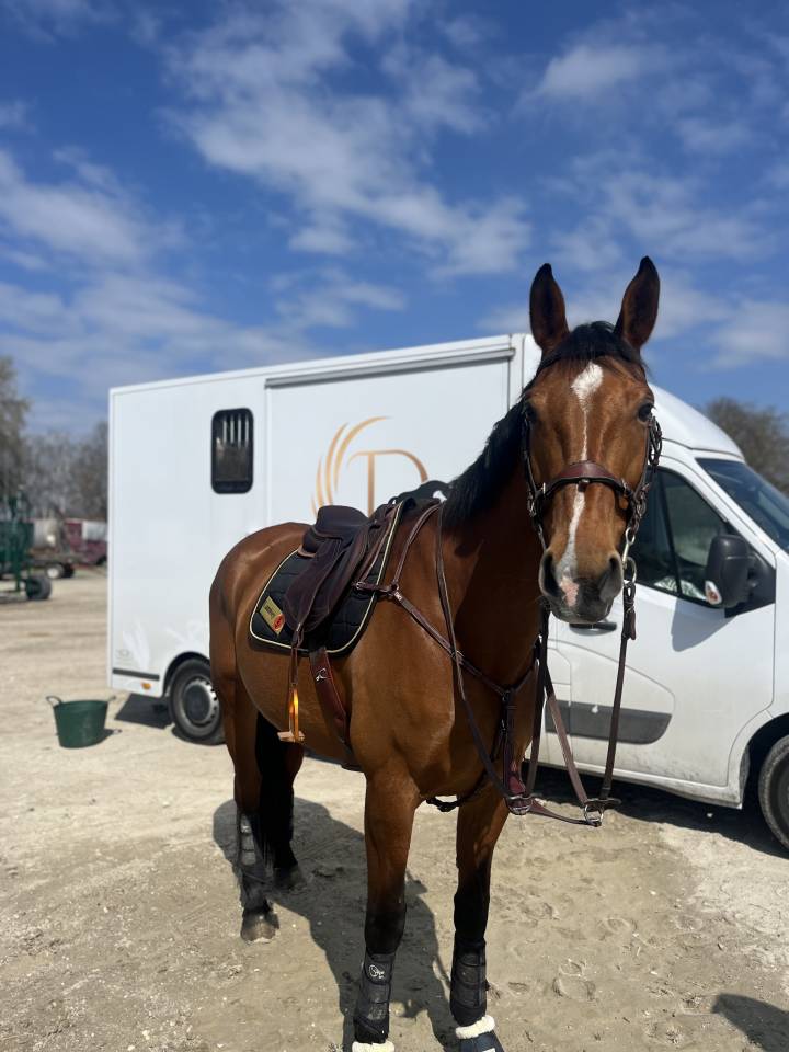 Jument de sport plein CCE / Poulain &agrave; na&icirc;tre 